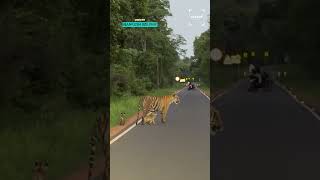 The Tiger Sighting We Never Expected