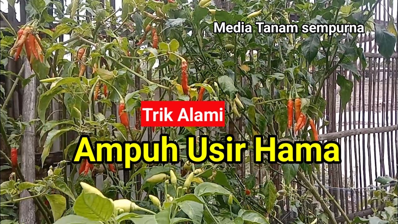 Cara membuat media tanam paling sempurna ‼️ anti hama