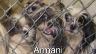 Shih Tzu Rescue-Long Version