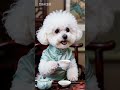 Cute Bichon Frise Daily Adventures: A Dog's Life Unleashed
