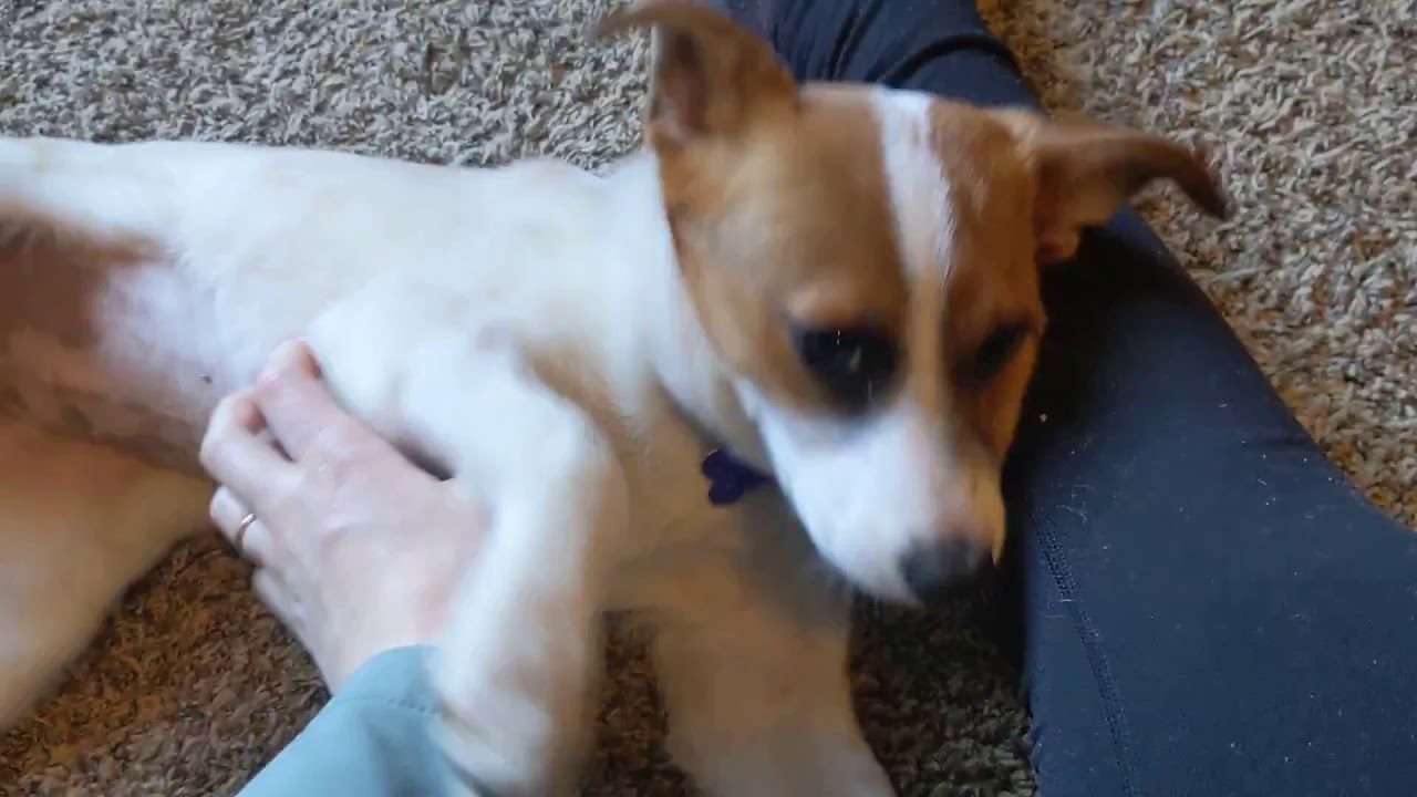 Jill the Australian Shepherd / Jack Russell mix puppy YouTube