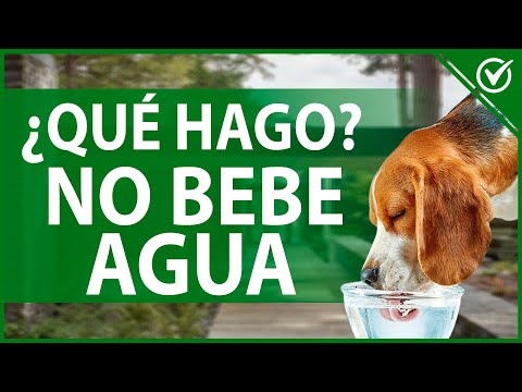 Video: Tratamientos para perros con sarna