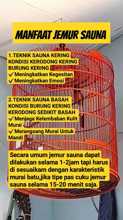 manfaat jemur sauna murai batu #muraibatu
