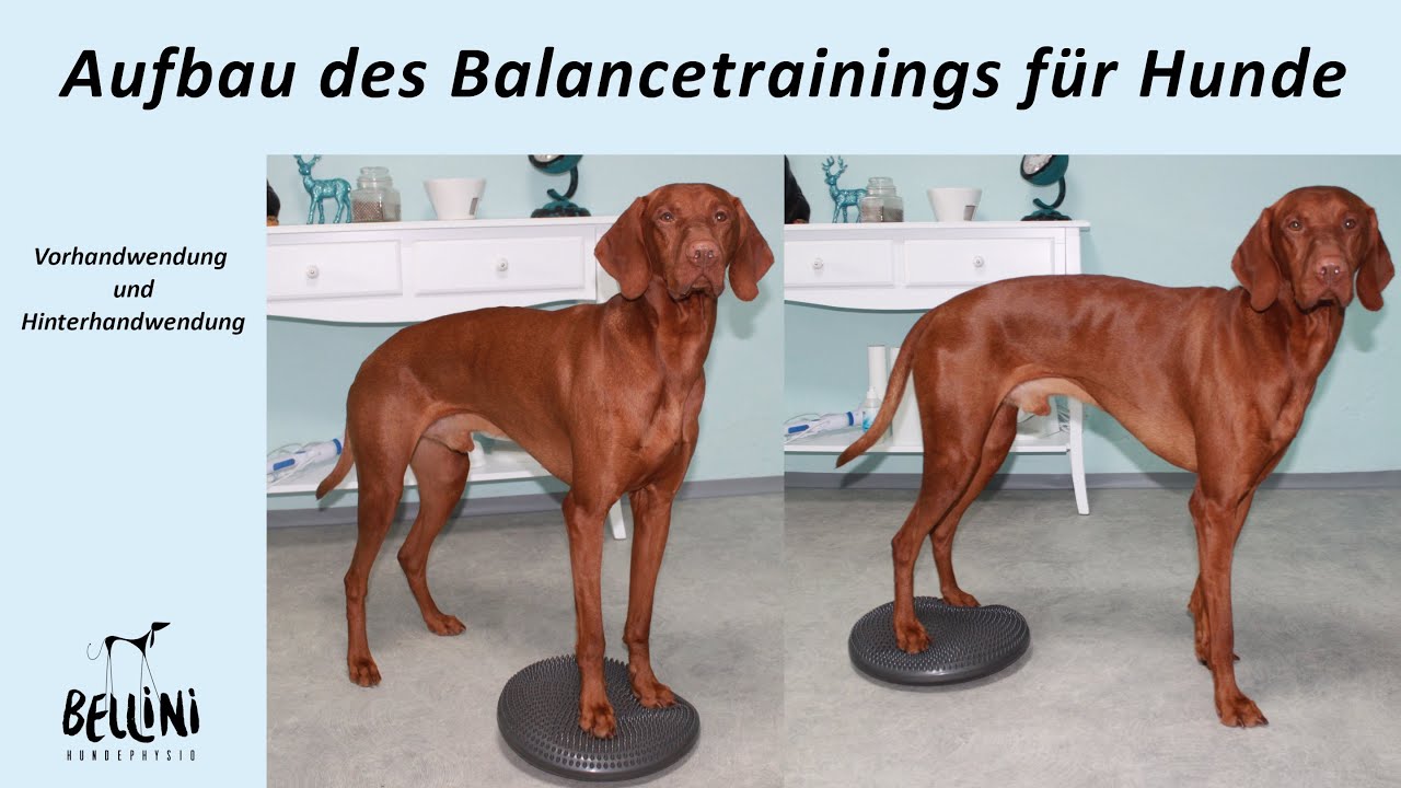 Aufbau des Balancetrainings für Hunde - Vorhandwendung und  Hinterhandwendung - YouTube