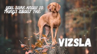 Vizsla, You Sure Know 10 Things About #dogfacts #doglover
