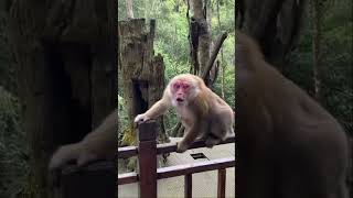 Watch Monkey Show Eyes video