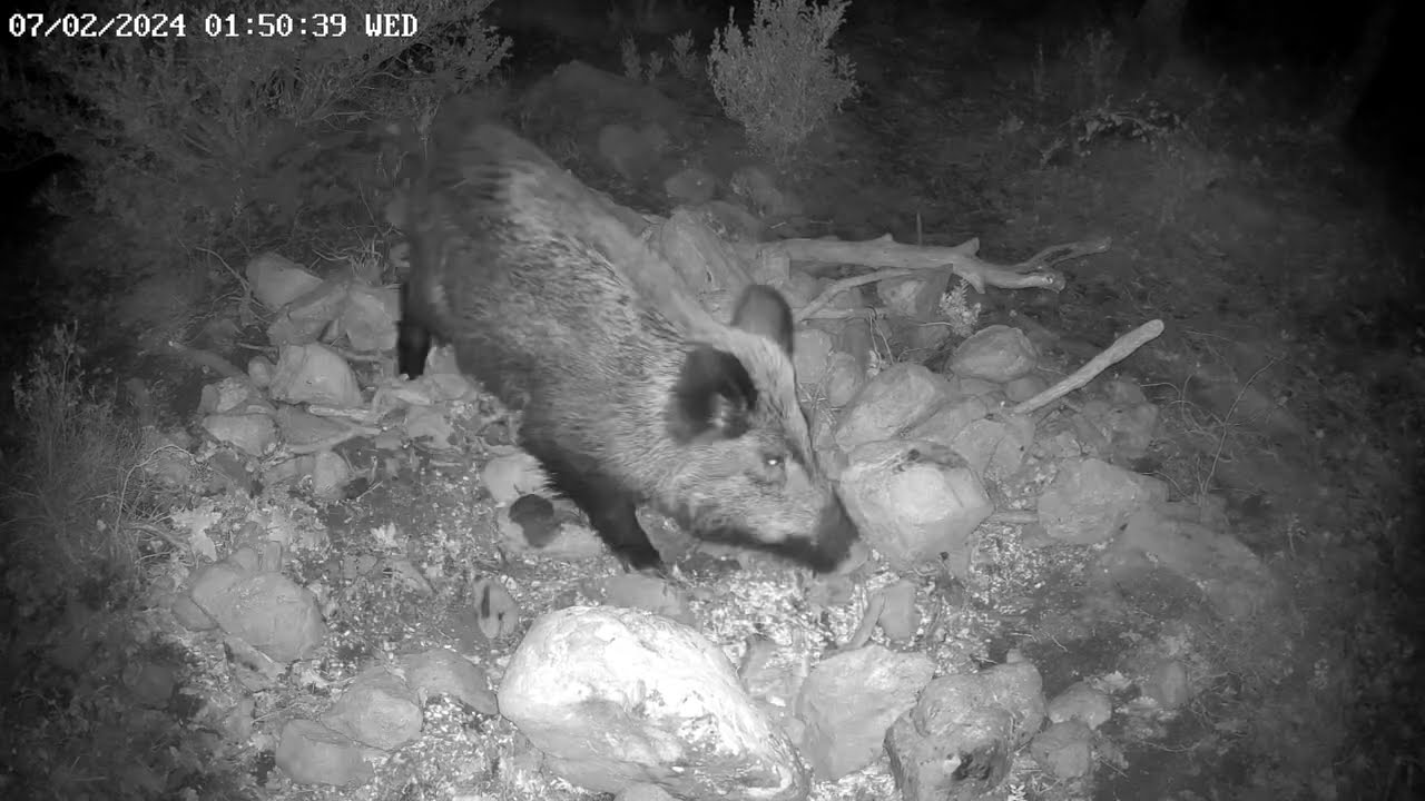 Jabali. Comedero. Maiz. Time-lapse. Corzo. Tejon. Jabalí. Gato montés. 5 noches