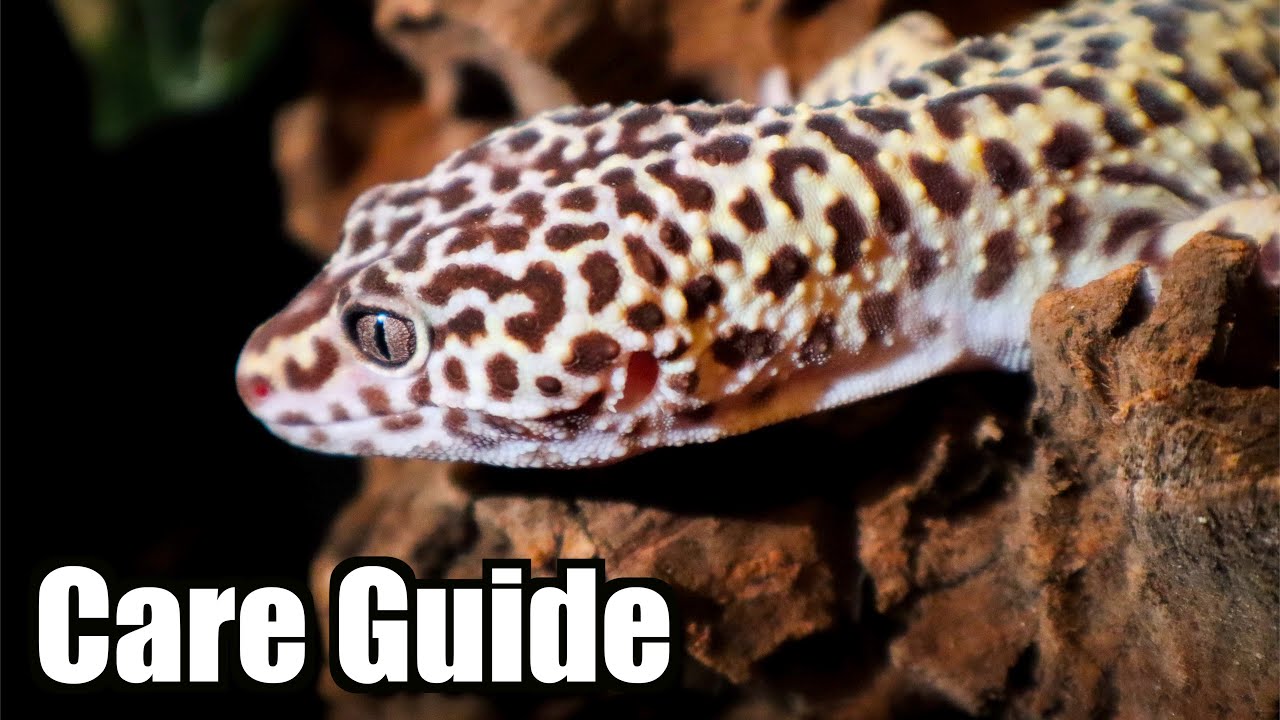 Complete Leopard Gecko Care Guide 2020 YouTube leopard-gecko-care-guide-wiki-leopard-geckos-amino