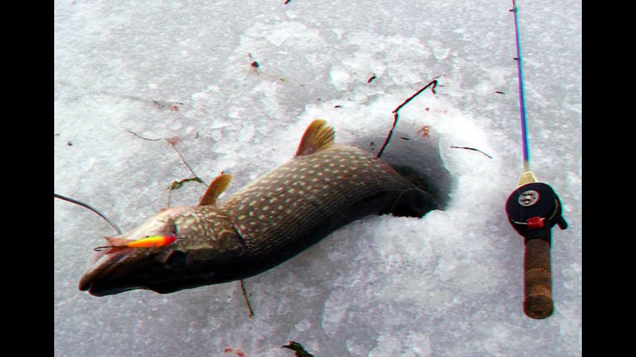 зимняя рыбалка щуки на балансир видео