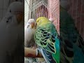 My beautiful birds ❤️😍