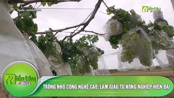 Trồng nho công nghệ cao - Làm giàu từ nông nghiệp hiện đại