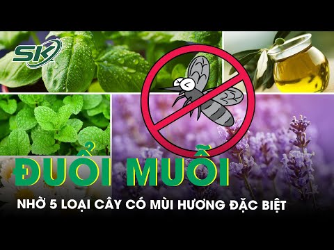 Video: Basil Pest Control - Sự thật về Húng quế và Ruồi