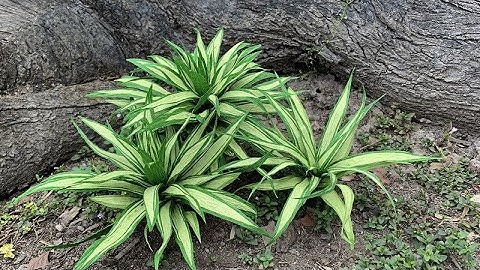 ABC TV | How To Make Pandanus Amaryllifolius From Crepe Paper - Craft Tutorial