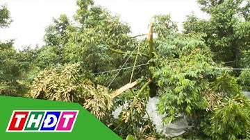Xã Phú Hựu: Giông lốc gây đổ ngã hàng trăm cây nhãn, sầu riêng | THDT