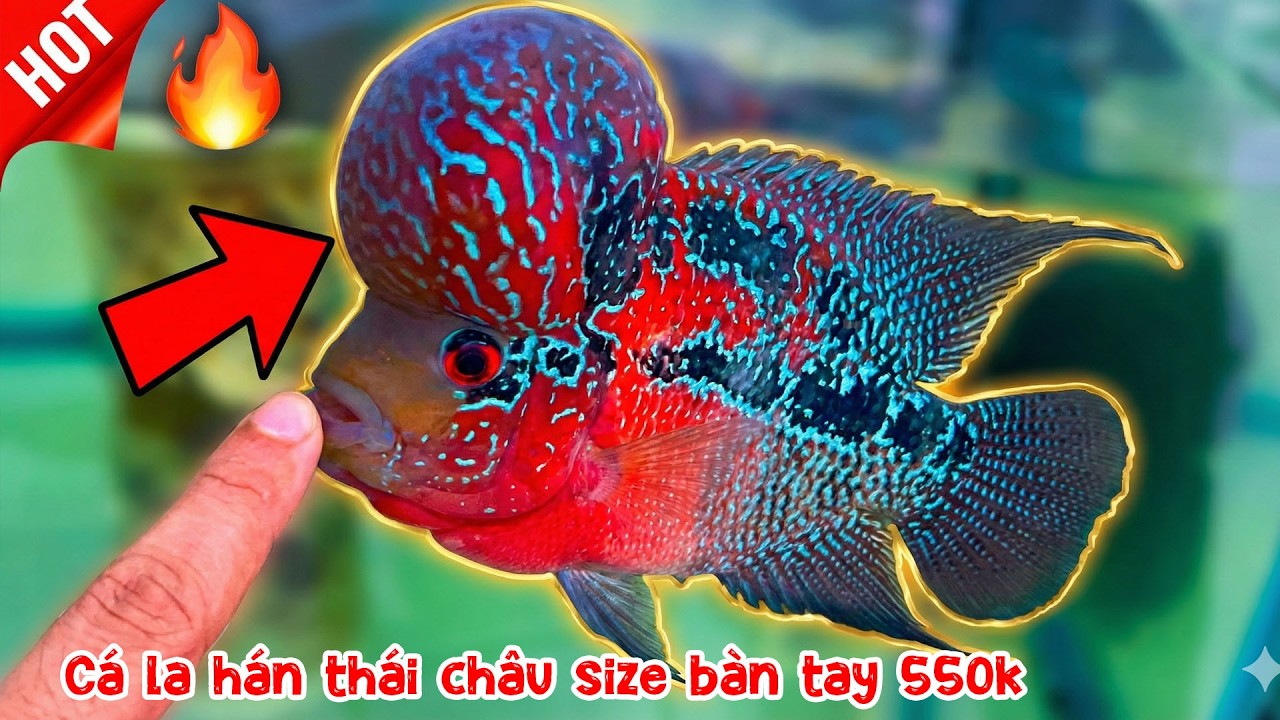 Cá la hán thái châu size bàn tay 550k 