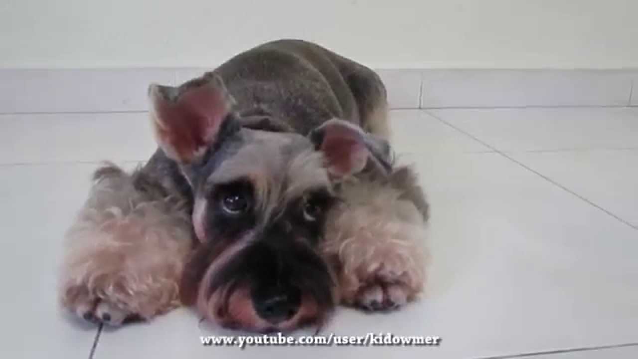 Cute dog says "sorry!" YouTube