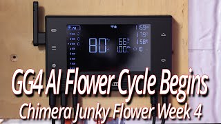 GG4 AI Flower Cycle Begins, Blackdog LED Full Garden Update