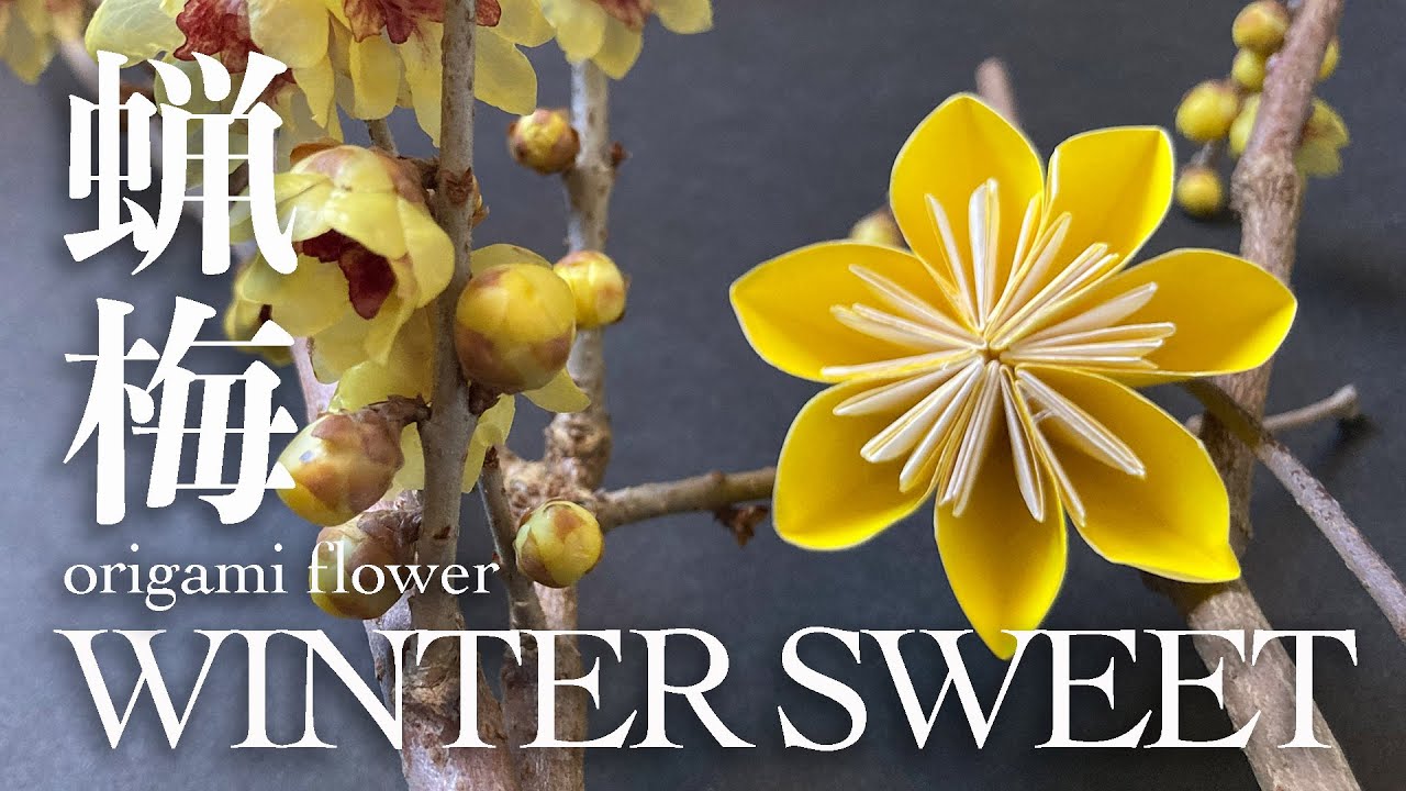 ✼ Origami Flower Winter Sweet ✼ 折り紙 花 蝋梅（ろうばい）