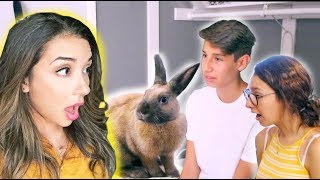 HOUSE RABBIT MAKEOVER | EPISODE 2