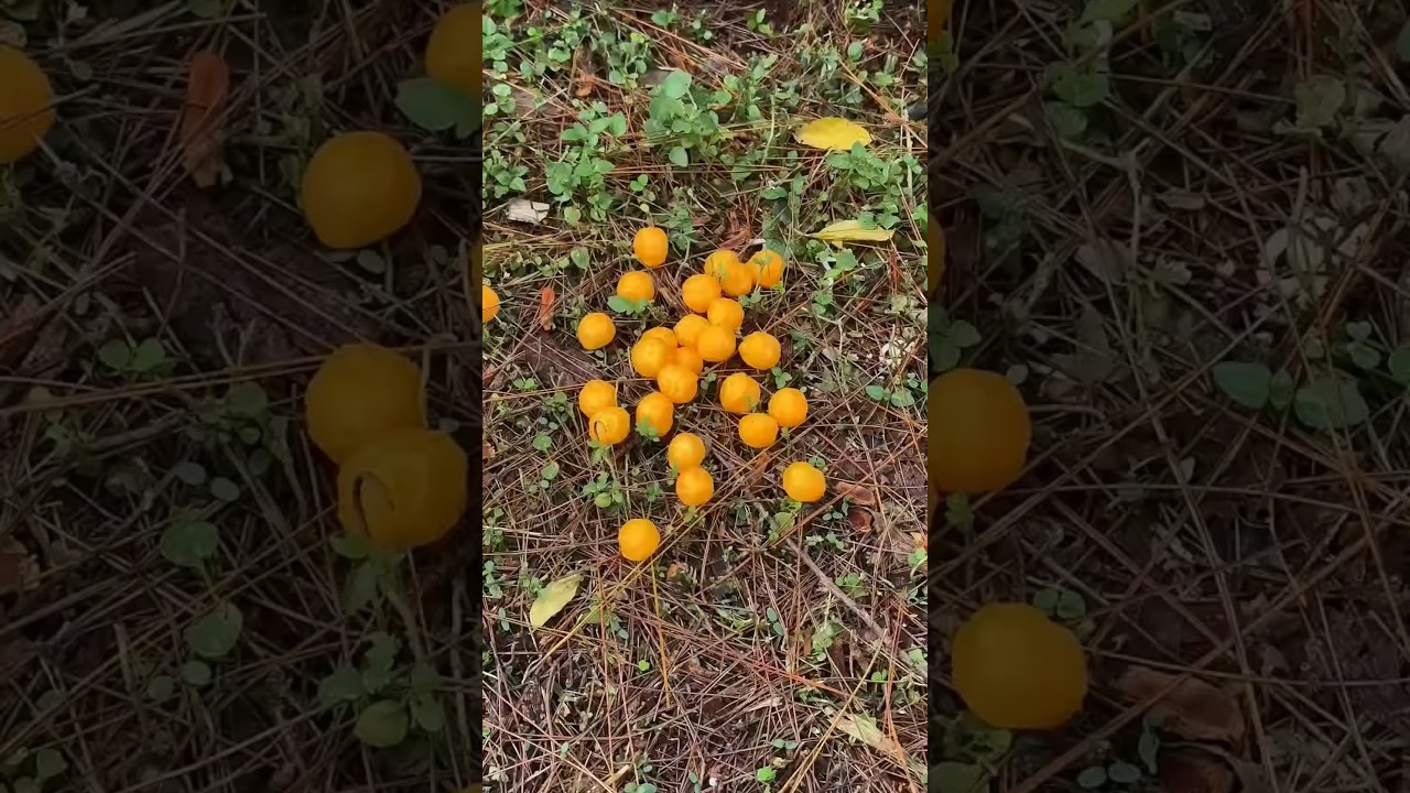Don't let your snacks scatter#camping#snacks#lifehacks#outdoors😱😝