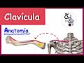 Anatomía de la CLAVÍCULA | Explicación Fácil y Dinámica!