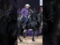 CABALLO BAILADOR R15