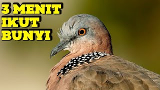 MEWAHHH ! Suara Burung Tekukur Kuk 2 Paling Gacor Terbukti Ampuh Untuk Pikat & Pancingan Tekukur