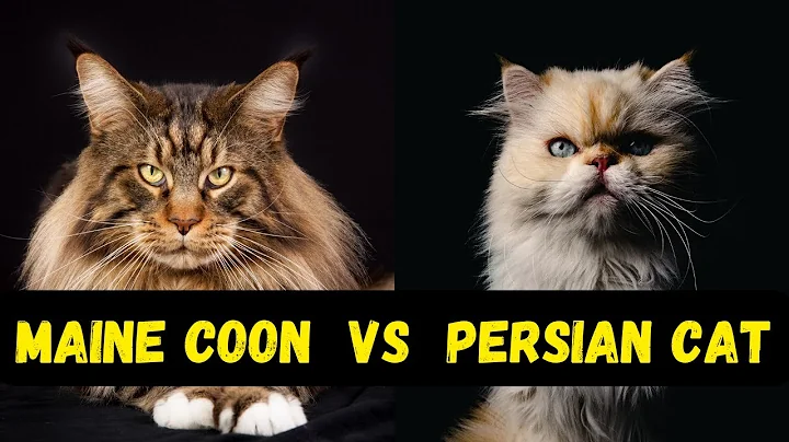 Watch the video about Maine Coon VS Persian Cat | Which Cat Breed is Right for You?