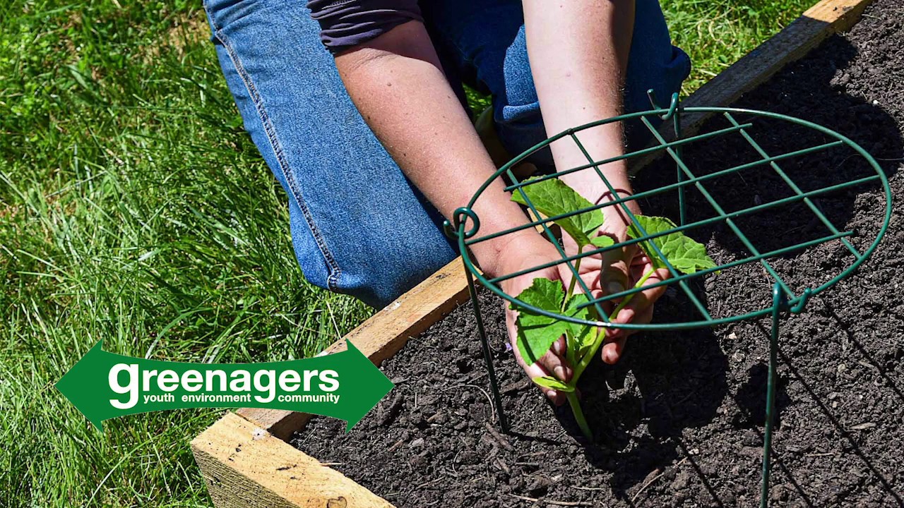 Planting Squash/Cucumbers Front Lawn Food YouTube