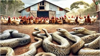 How Australian farmers deal with millions of giant snakes attacking farm animals