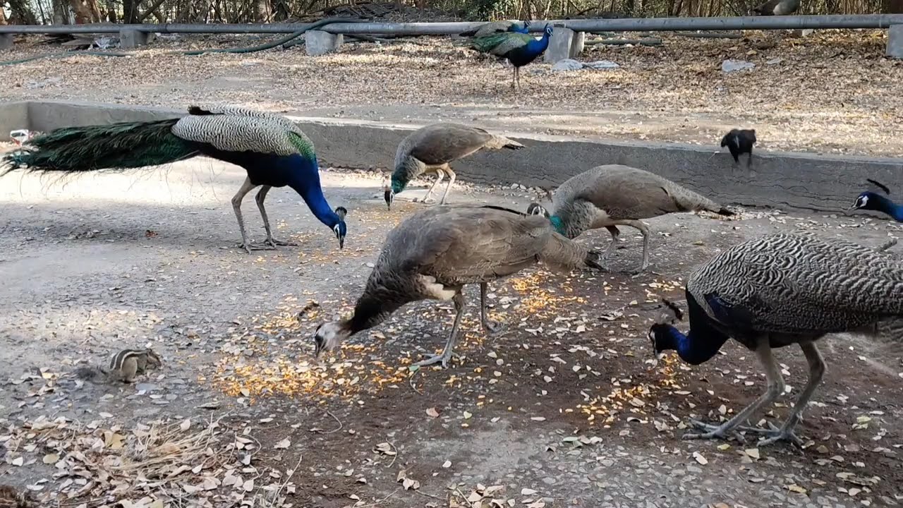 Peacocks, Peahens, Squirrel & Crow Feeding Together | Amazing Wildlife in India 🦚🐿️🐦 