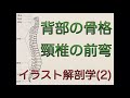 イラスト解剖学(2)    背部の骨格　頸椎の前弯　感覚年金