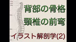 イラスト解剖学(2)    背部の骨格　頸椎の前弯　感覚年金