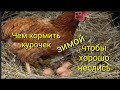 Чем кормить куры зимой,чтобы они хорошо неслись!🐔🐔🐔🐓