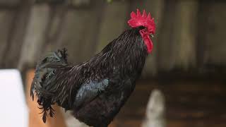 The rooster crows with a clear sound screenshot 4
