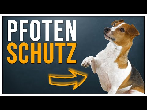 Video: So gewöhnen Sie Ihren Hund an das Tragen von Schuhen