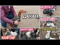 Мургбозори Хуросон Уяли Нархои дакан мургови хуруз кафтар заргуш гоз мург 25 11 2020