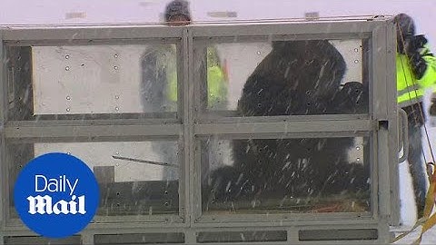 Adorable giant pandas receive snowy welcome to new Finland home - Daily Mail