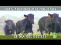 Toros de Victorino Martín: Victorinos pequeños, destete de becerritos | Toros desde Andalucía