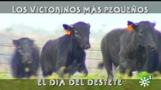 Toros de Victorino Martín: Victorinos pequeños, destete de becerritos | Toros desde Andalucía
