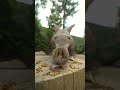 Snack time with Zola the Aardvark