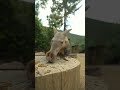 Snack time with Zola the Aardvark