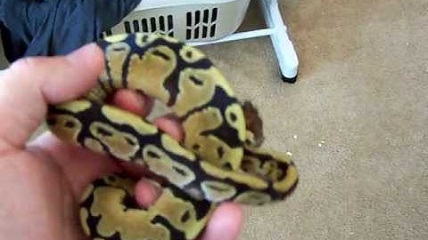 Ball Python Collection Update (8/22/2011) & Some Rat Breeding