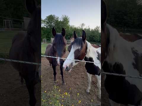 Horses Helping Each Other