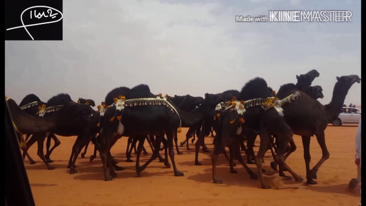 منقية هادي بن طالب الروضه