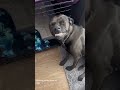 #funny #cat #pets #animals #dog #cute #cats #memes #dogs #funnyanimals
