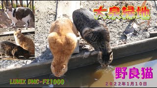 野良猫 新野良猫 240302 - YouTube