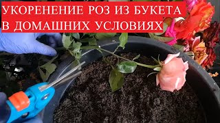 УКОРЕНЕНИЕ РОЗ ИЗ БУКЕТА В ДОМАШНИХ УСЛОВИЯХ