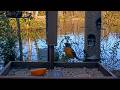 Baltimore Oriole Visits The Cornell Lab FeederWatch Cam | May 11, 2026