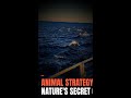 Animal Strategy: Do Wild Animals Really Play Mind Games?